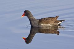 Common Gallinule, Gallinula galeata