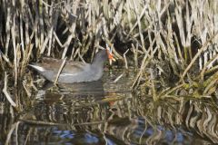 Common Gallinule, Gallinula galeata