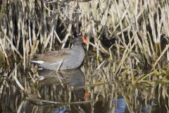 Common Gallinule, Gallinula galeata