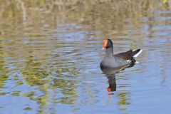 Common Gallinule, Gallinula galeata