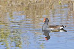 Common Gallinule, Gallinula galeata