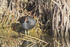 Common Gallinule, Gallinula galeata