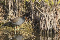 Common Gallinule, Gallinula galeata