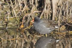 Common Gallinule, Gallinula galeata