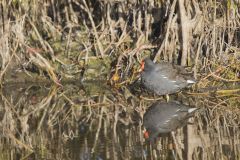 Common Gallinule, Gallinula galeata