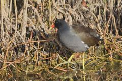 Common Gallinule, Gallinula galeata