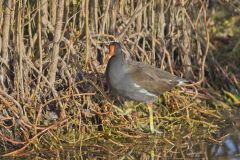 Common Gallinule, Gallinula galeata