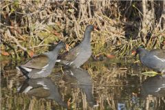 Common Gallinule, Gallinula galeata