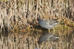 Common Gallinule, Gallinula galeata