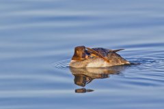 Common Goldeneye, Bucephala clangula