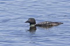 Common Loon, Gavia immer