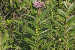 Common Milkweed, Asclepias syriaca