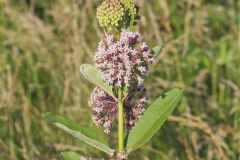 Common Milkweed, Asclepias syriaca