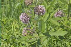 Common Milkweed, Asclepias syriaca