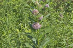 Common Milkweed, Asclepias syriaca