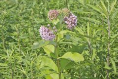 Common Milkweed, Asclepias syriaca