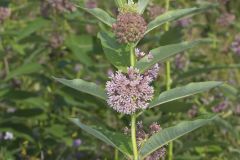 Common Milkweed, Asclepias syriaca