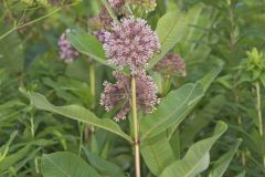 Common Milkweed, Asclepias syriaca