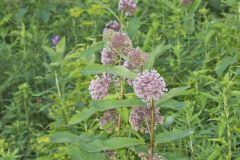 Common Milkweed, Asclepias syriaca