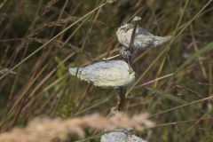 Common Milkweed, Asclepias syriaca