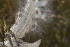 Common Milkweed, Asclepias syriaca