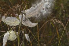 Common Milkweed, Asclepias syriaca