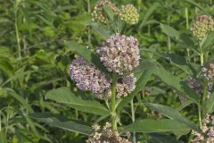 Common Milkweed, Asclepias syriaca