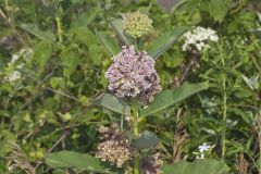 Common Milkweed, Asclepias syriaca