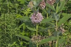 Common Milkweed, Asclepias syriaca