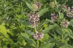 Common Milkweed, Asclepias syriaca