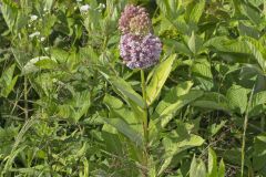 Common Milkweed, Asclepias syriaca