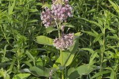 Common Milkweed, Asclepias syriaca