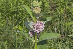 Common Milkweed, Asclepias syriaca