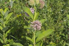 Common Milkweed, Asclepias syriaca