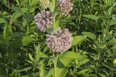 Common Milkweed, Asclepias syriaca