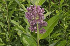 Common Milkweed, Asclepias syriaca