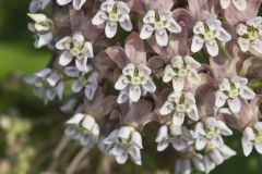 Common Milkweed, Asclepias syriaca