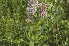 Common Milkweed, Asclepias syriaca