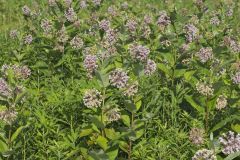 Common Milkweed, Asclepias syriaca