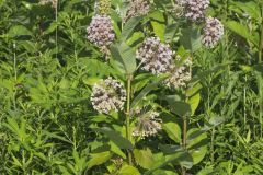 Common Milkweed, Asclepias syriaca