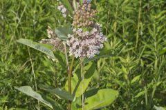 Common Milkweed, Asclepias syriaca