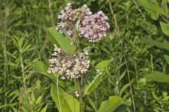 Common Milkweed, Asclepias syriaca