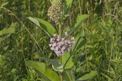 Common Milkweed, Asclepias syriaca