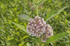 Common Milkweed, Asclepias syriaca