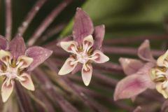 Common Milkweed, Asclepias syriaca