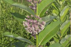 Common Milkweed, Asclepias syriaca