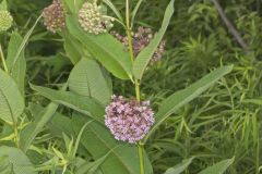 Common Milkweed, Asclepias syriaca