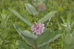 Common Milkweed, Asclepias syriaca