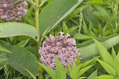 Common Milkweed, Asclepias syriaca