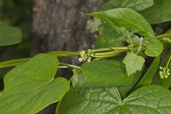 Common Moonseed, Menispermum canadense
